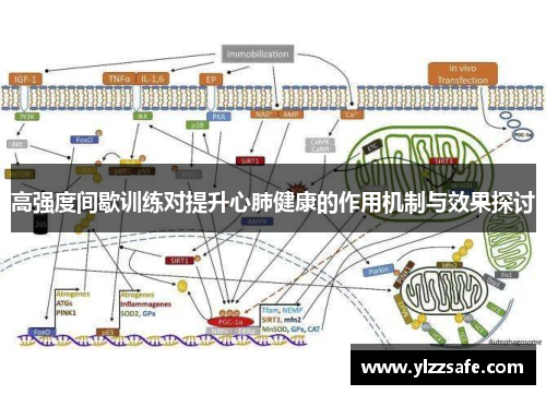 高强度间歇训练对提升心肺健康的作用机制与效果探讨